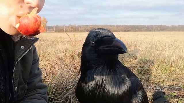Ворон Гриша Истринский.Кушаем с Гришкой витамины. смотреть онлайн