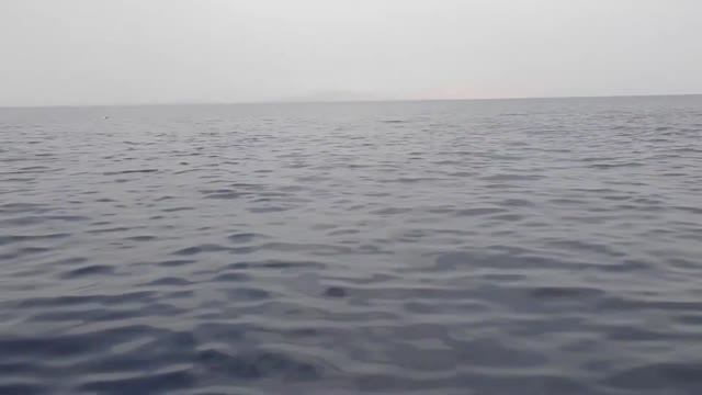 Стая дельфинов в Красном море!!!! смотреть онлайн