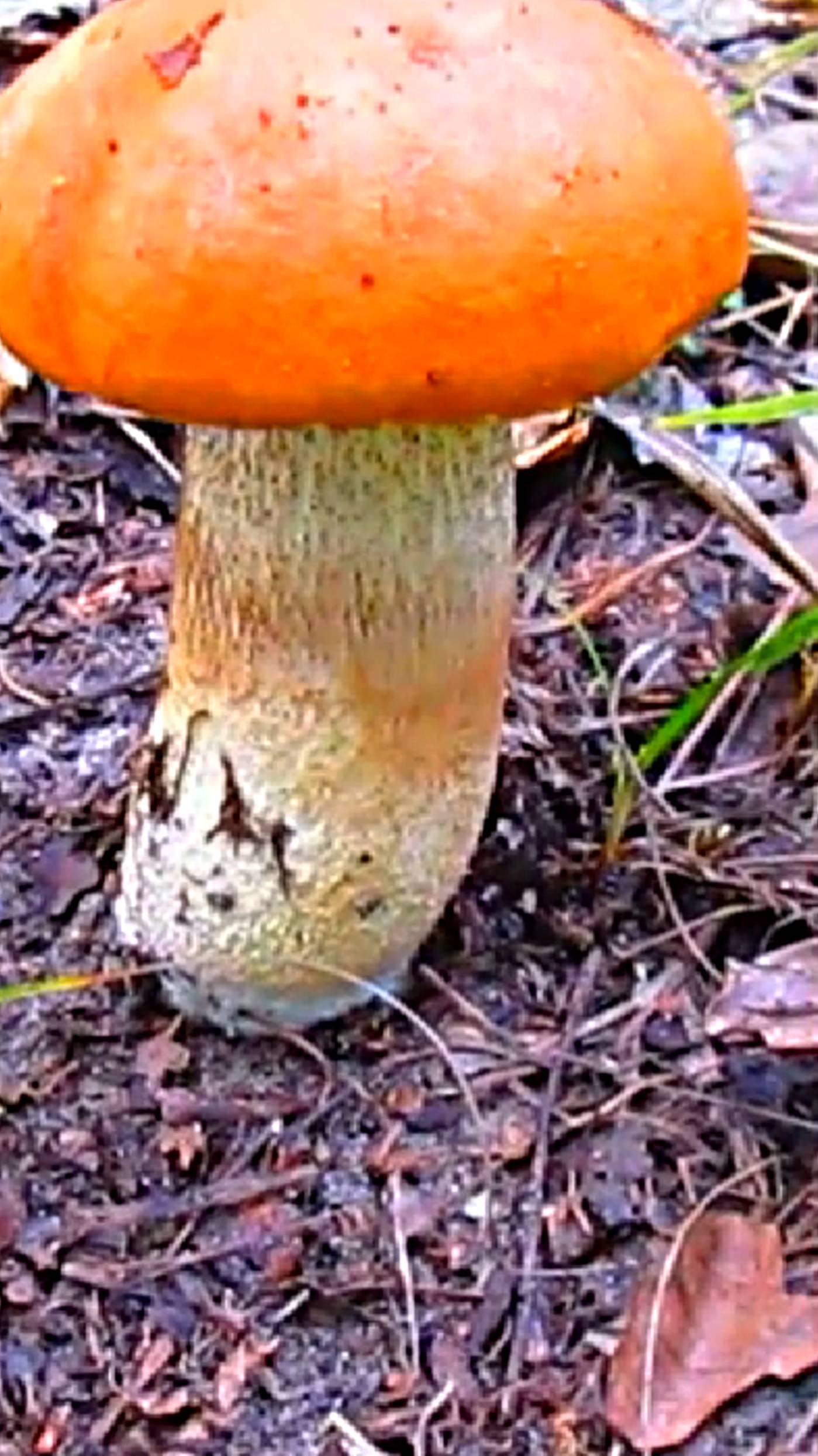 У грибника эмоции зашкаливают! смотреть онлайн