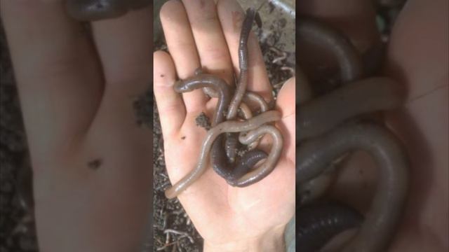 Виды червяков для рыбалки смотреть онлайн