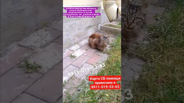 СОС! Породистые сибирские кошки на улице... Ласковые! Нужны удочерители и передержки! Петербург! смотреть онлайн
