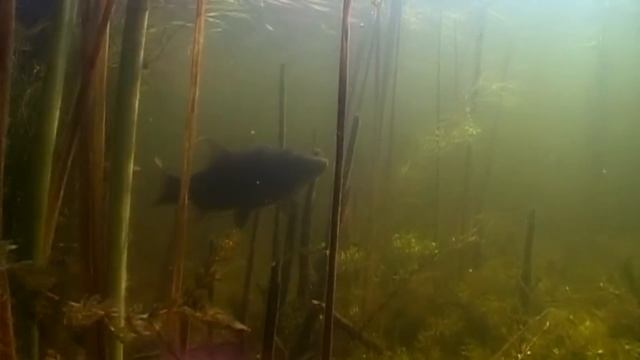 Линь - отличная рыба для пруда, идеальная замена карасю. Зарыбление пруда мальками Линя