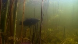 Линь - отличная рыба для пруда, идеальная замена карасю. Зарыбление пруда мальками Линя