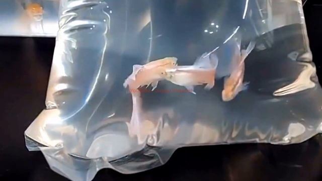 Guppy Fish Care - How to Keep Your Guppies Healthy in an Air-Conditioned Room ? смотреть онлайн