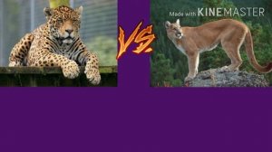 Ягуар против Пумы(кто сильнее?)!!