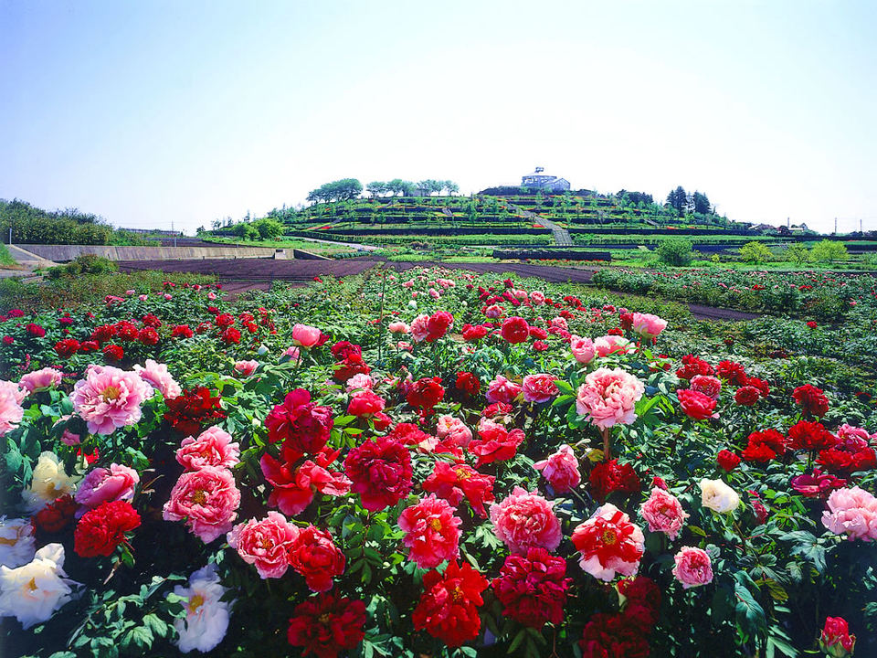 Поле роз. Прогулка по питомнику..mp4 смотреть онлайн