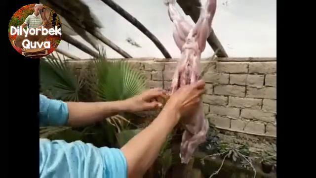 Quyon so‘yish. Қуён сўйиш. убой и разделка кроликов. Killing rabbits for food. смотреть онлайн
