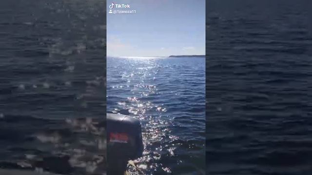 белуги в Белом море смотреть онлайн