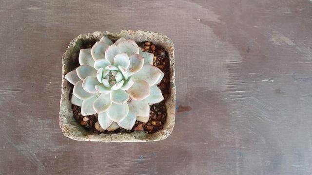 || ECHEVERIA ARIEL ||