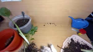 Как выращивать каллу Эфиопскую в комнатных условиях. Как посадить каллу дома.