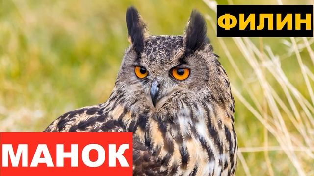 ?ГОЛОС (МАНОК) ФИЛИН смотреть онлайн