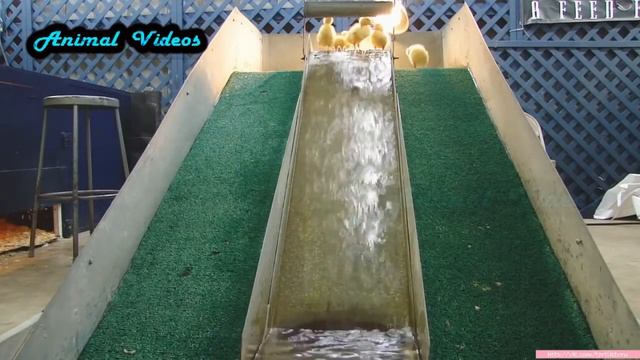 Приколы с животными №136 Утята и водяная горка Смешные животные Animal videos 1 смотреть онлайн
