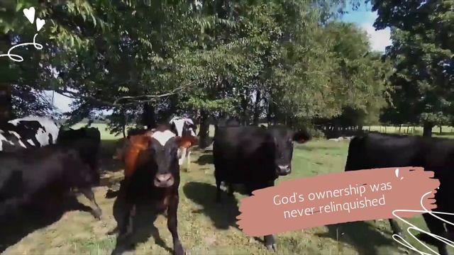 Psalm 24:1 - Who do the animals belong to? смотреть онлайн