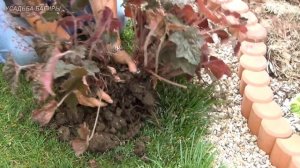 Гейхера. Уход и размножение.