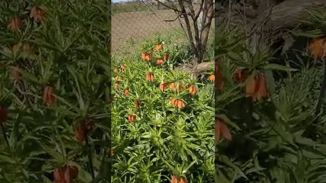 выращивание рябчика императорского часть 2 смотреть онлайн