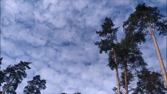 Дух Сосны... (Подборка стихов Зинаиды Миркиной) смотреть онлайн