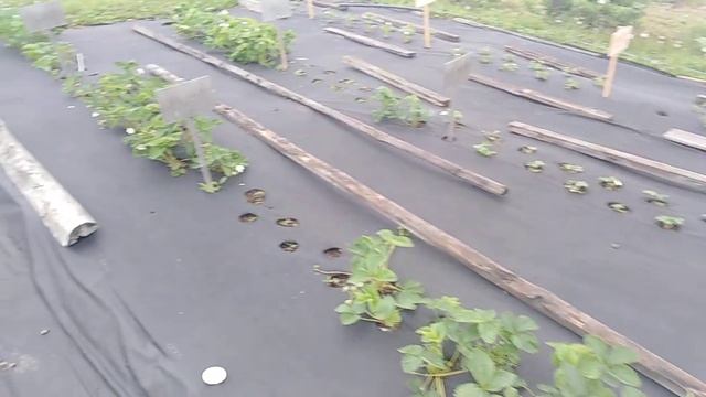 КЛУБНИКА. Когда нужно высаживать рассаду клубники? смотреть онлайн