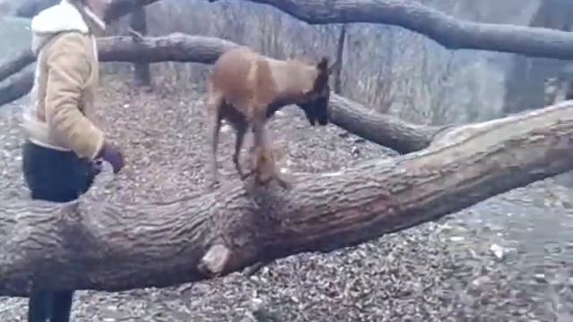 Собаки на деревьях смотреть онлайн