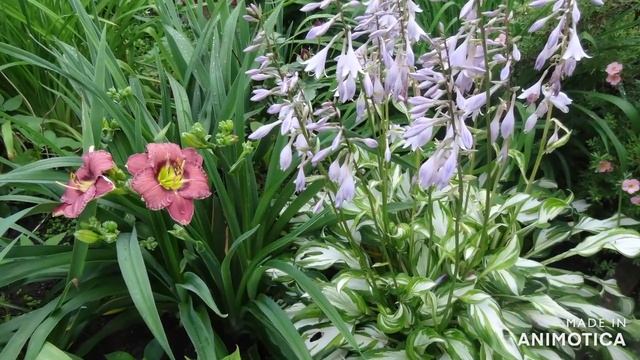 Цветы в саду смотреть онлайн