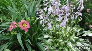 Цветы в саду