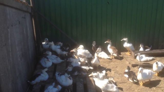 Обзор мулардов- новые впечатления смотреть онлайн