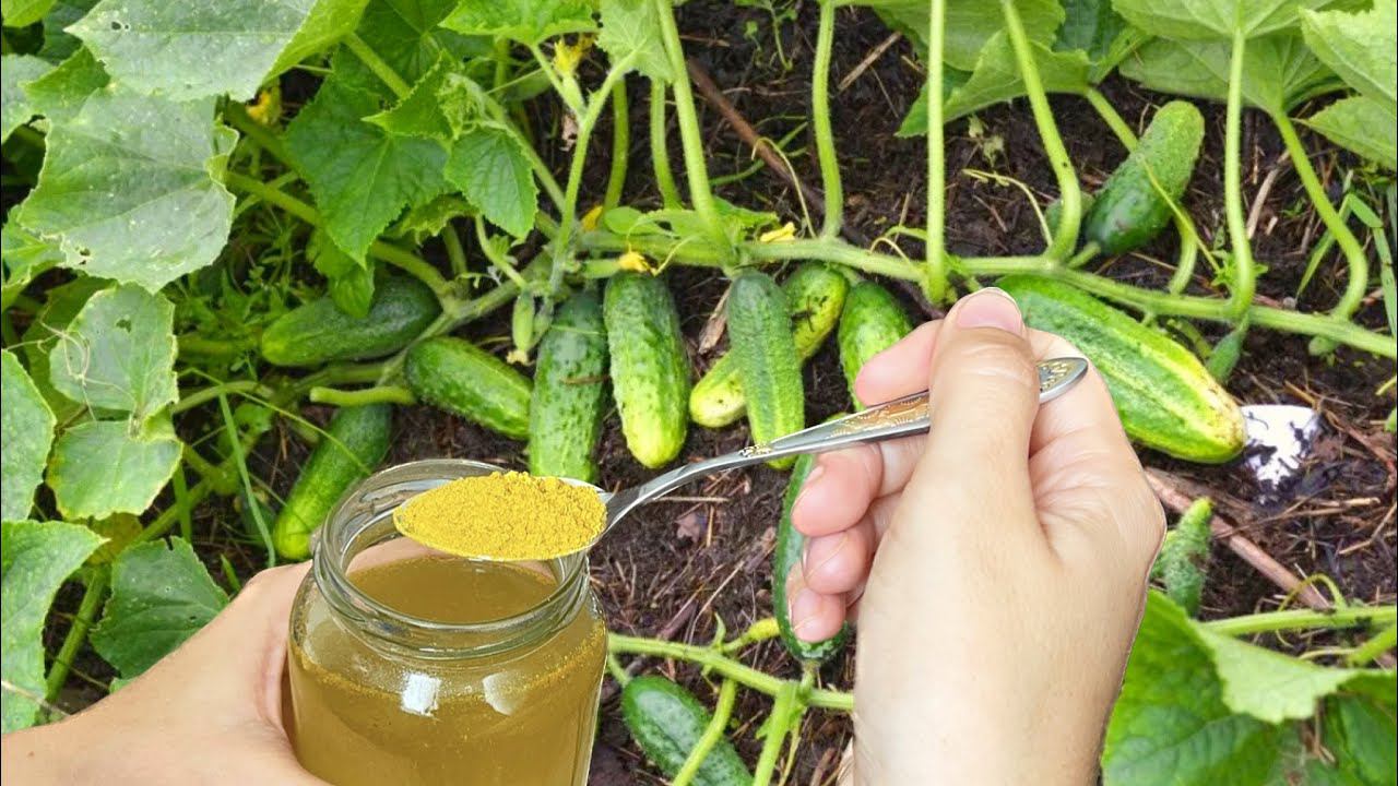 ПОДСЫПЬТЕ ЭТО под огурцы, и они ЗАПЛОДОНОСЯТ с новой силой! Не будут болеть и завяжут кучу огурчиков смотреть онлайн