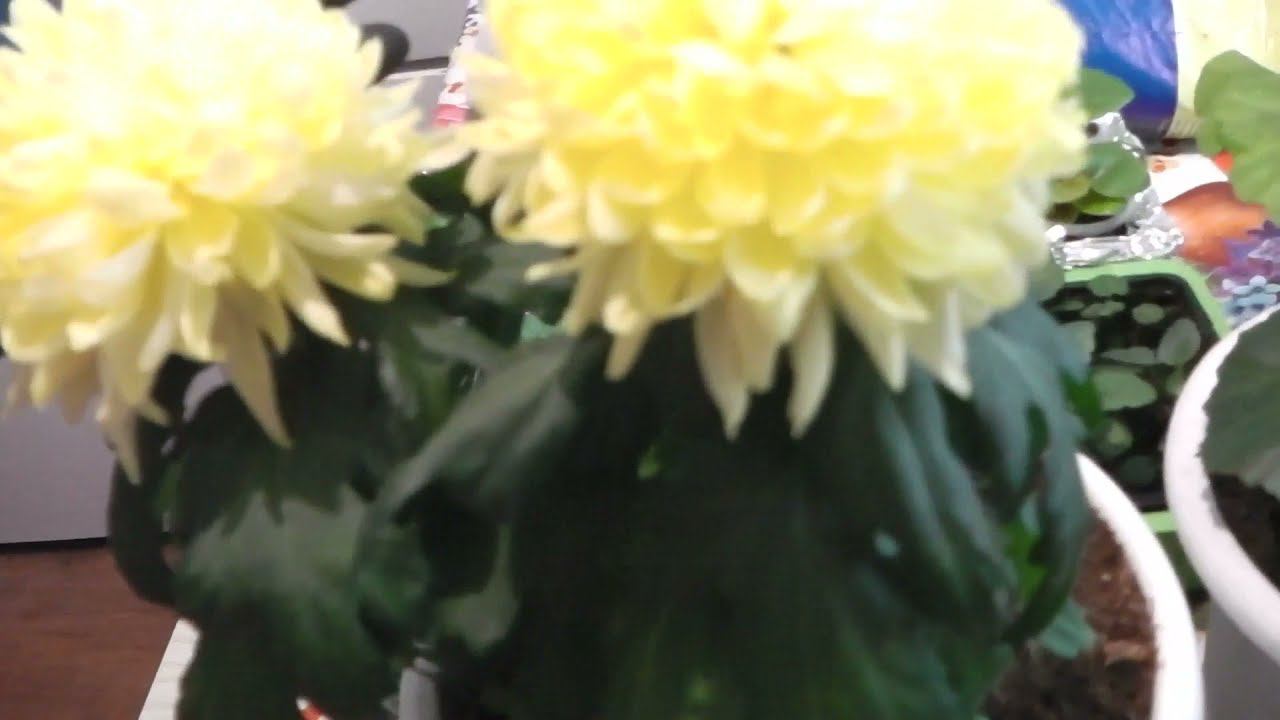 ПОЧВОБРИКЕТЫ ДЛЯ КОМНАТНЫХ РАСТЕНИЙ, ГДЕ ИХ СТОИТ ИСПОЛЬЗОВАТЬ , А ГДЕ НЕ СТОИТ смотреть онлайн