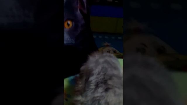 почему стоит завести кота смотреть онлайн