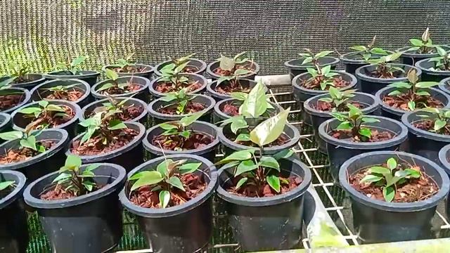 Anthuriyam bankok ledijen https://youtu.be/iU5zt_XhXhc flower смотреть онлайн
