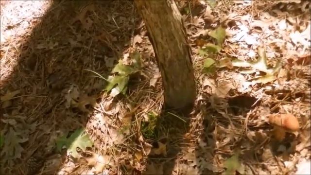 Первый раз БЕЛЫЕ смотреть онлайн