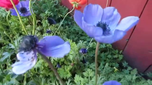 Persian Buttercups - Apr. 2013 смотреть онлайн