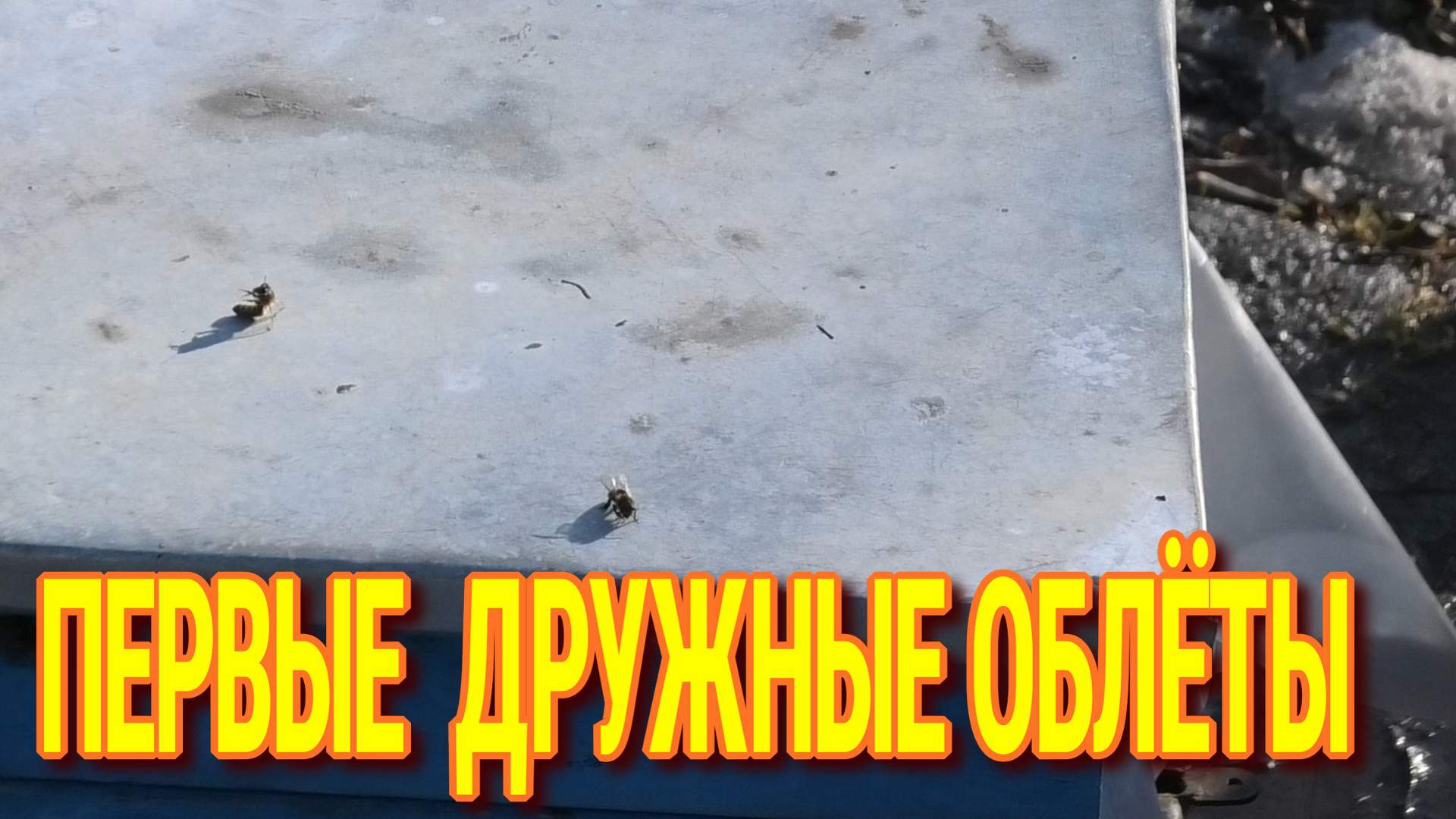 ПЧЁЛЫ ДРУЖНО СОВЕРШАЮТ ПЕРВЫЙ ОБЛЁТ. смотреть онлайн