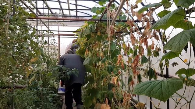 Обзор огромной супер теплицы и котла отопительного Зота Тополь М20 у нашего деда. Влог 22.09.19 2ч смотреть онлайн