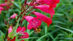 Пенстемон - Penstemon / Красивый Неприхотливый МНОГОЛЕТНИК / ЭНЦИКЛОПЕДИЯ Растений