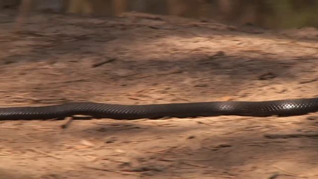 Гадюка смотреть онлайн