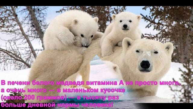 ШОК!!! Печень белого медведя может убить!!! смотреть онлайн