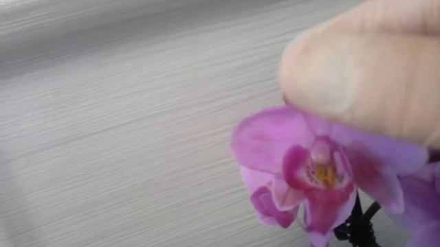 Покупки новых орхидей смотреть онлайн