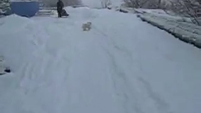 гПОЛЯРНЫЙ КРАСНЫЙ ГОРН смотреть онлайн