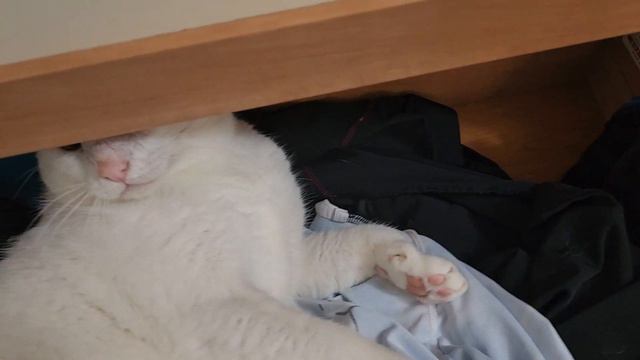 Попытка Вреднокота Страшиловича залезть между ящиками 😁😁😁