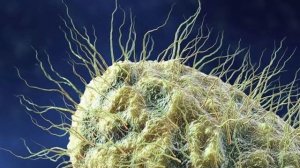 5 ОПАСНЫХ МИКРОБОВ, КОТОРЫЕ ЖИВУТ РЯДОМ С НАМИ