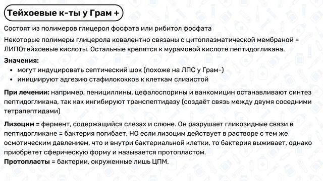 Клеточная стенка бактерий: Грам + и Грам -, окраска по Граму / Микробиология смотреть онлайн