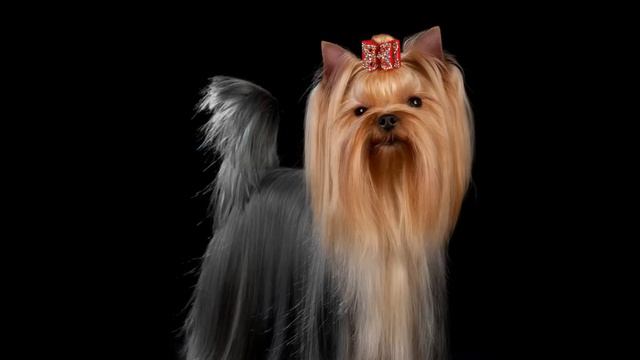 Джениал Соул, Лилу,Genial Soul,Йорк,Йоркширский терьер,Ольга,Yorkshire terrier.wmv смотреть онлайн