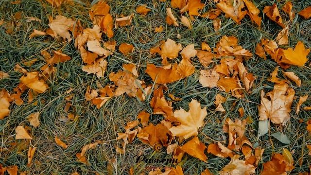 Город у Моря Черноморская Ривьера: прогулка осенним парком смотреть онлайн