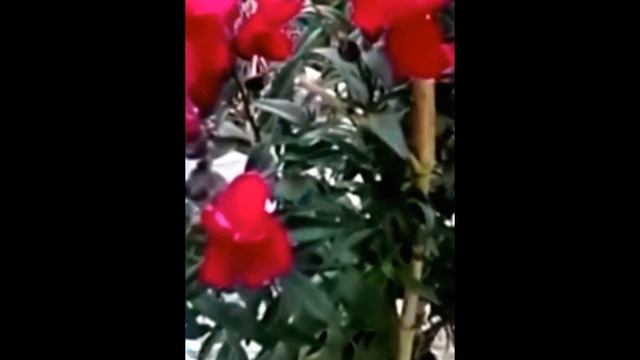 Чудеса. Вторая Жизнь. Цветы.Львиный Зев. смотреть онлайн