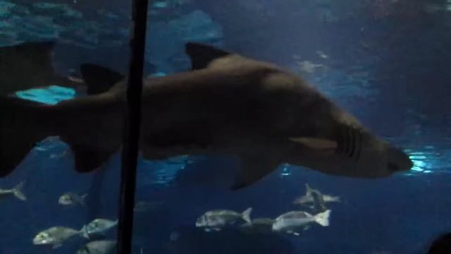 Аквариум в Барселоне.