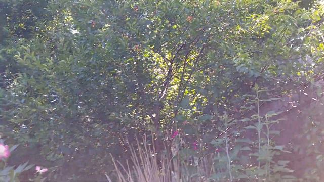 Garden Update: Flowers, Fruit Trees & Vegetables... смотреть онлайн