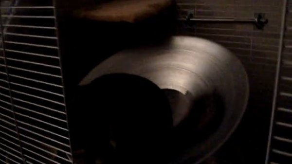 Chinchilla Learning How to Run on Flying Saucer