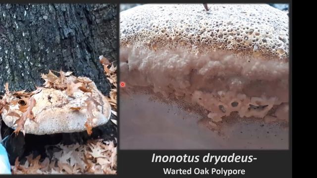 January Virtual ID Table -- Mitch Fournet (MAWDC 1/4/2022) смотреть онлайн