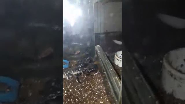 Спаривание Императорских скорпионов. Pandinus imperaror. Редкое событие попало на камеру. смотреть онлайн