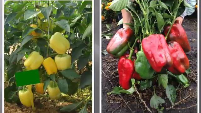 Сидераты. Выращивание перцев и баклажан смотреть онлайн